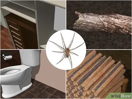 Imagen titulada Identify a Brown Recluse Step 7
