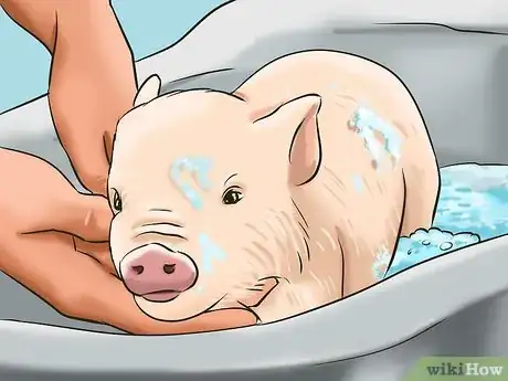 Imagen titulada Show Your Pigs Step 8