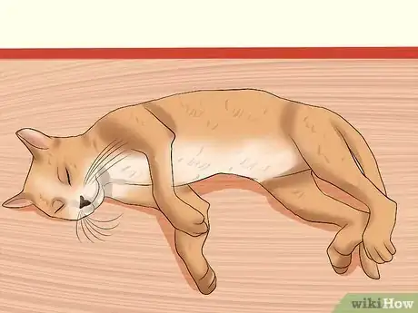 Imagen titulada Spot the Signs of Cat Abuse Step 2