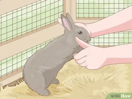 Imagen titulada Care for a New Pet Rabbit Step 7