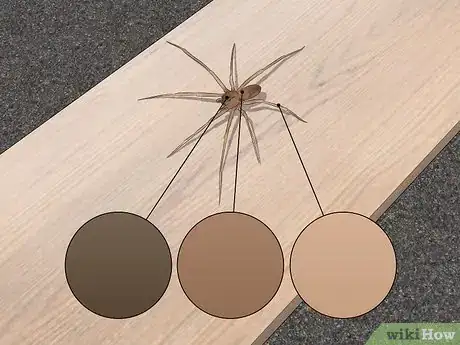 Imagen titulada Identify a Brown Recluse Step 1