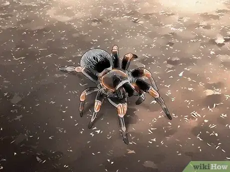 Imagen titulada Identify the Most Common North American Spider Species Step 13
