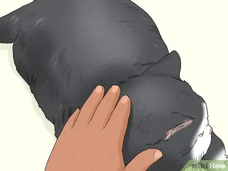 Imagen titulada Give Your Cat a Massage Step 26