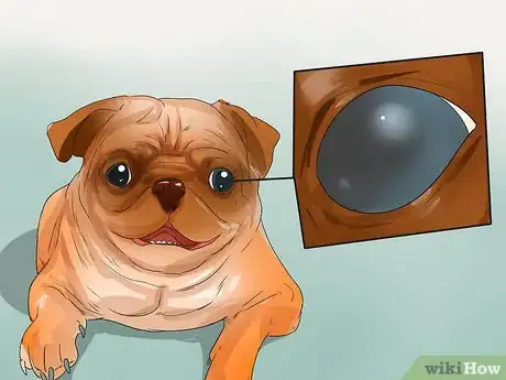 Imagen titulada Diagnose Eye Problems in Pugs Step 1