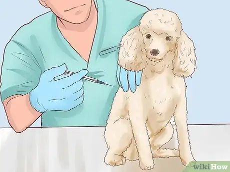 Imagen titulada Care for a Toy Poodle Step 20