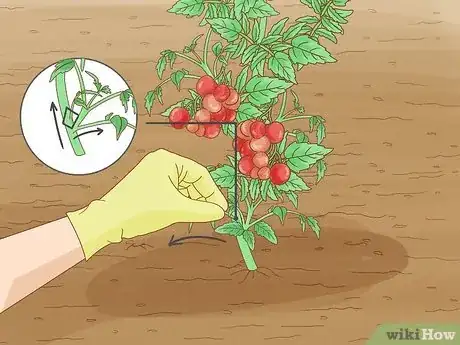 Imagen titulada Grow a Tomato Plant Step 17
