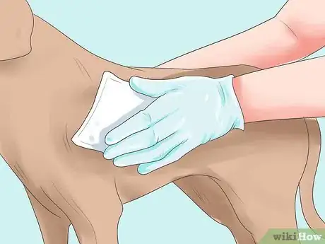 Imagen titulada Treat Dog Bite Wounds on Dogs Step 2