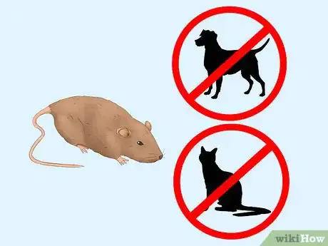 Imagen titulada Get Rid of Tropical Rat Mites on Pet Rats Step 4Bullet1