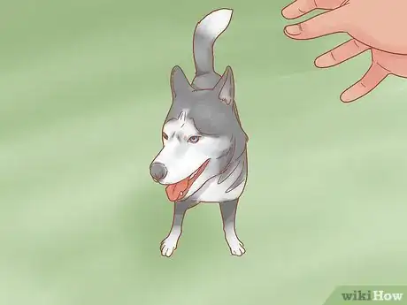 Imagen titulada Care for a Husky Step 10