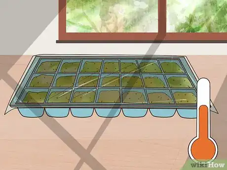 Imagen titulada Grow Flowers from Seed Step 6