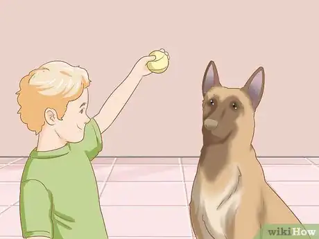 Imagen titulada Care for a Belgian Malinois Step 4
