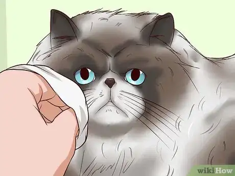 Imagen titulada Clean Your Cat When He Can't Do It Himself Step 13