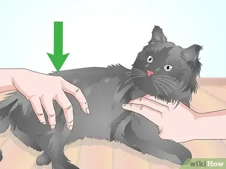 Imagen titulada Check a Cat for Fever Step 13