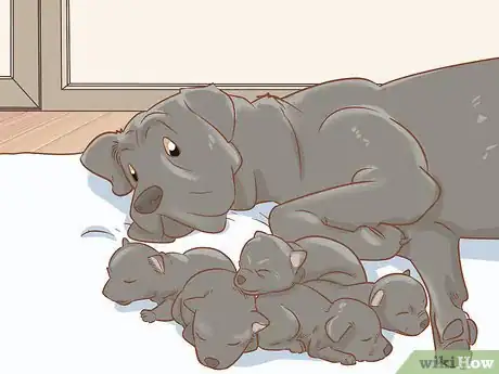 Imagen titulada Breed Cane Corso Step 15