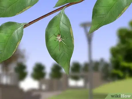 Imagen titulada Identify a Yellow Sac Spider Step 11
