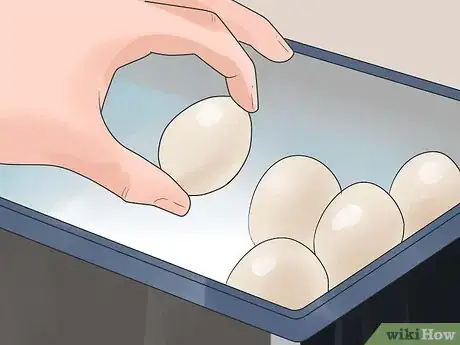 Imagen titulada Breed and Incubate Pheasants Step 10