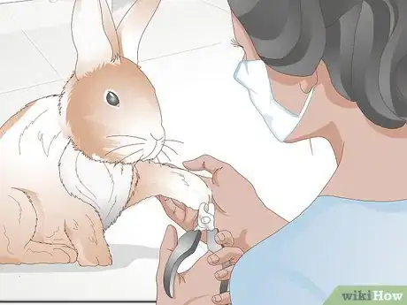 Imagen titulada Trim Rabbit Toenails Step 9