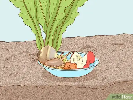 Imagen titulada Set Up a Natural Environment for Pet Snails Step 9
