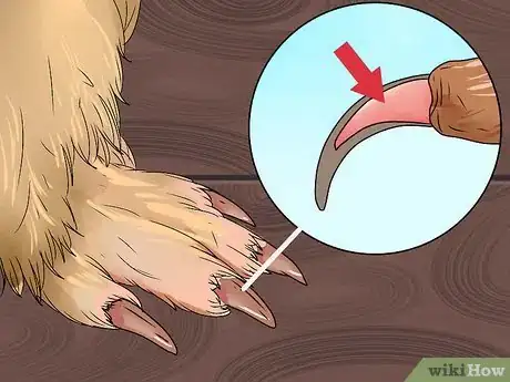 Imagen titulada Cut Guinea Pig Claws Step 12