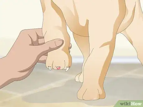 Imagen titulada Stop a Quick from Bleeding Step 11