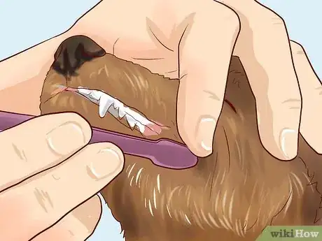 Imagen titulada Care for a Toy Poodle Step 14