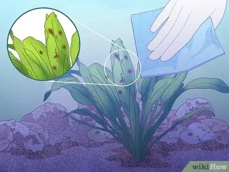 Imagen titulada Plant an Amazon Sword Plant Step 9