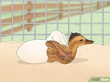 Imagen titulada Care for a Pet Duck Step 14
