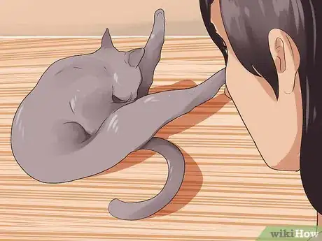 Imagen titulada Tell if Your Cat Is in Heat Step 7