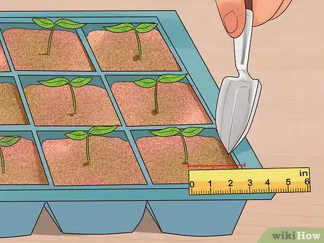 Imagen titulada Grow Flowers from Seed Step 8