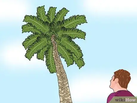 Imagen titulada Climb a Palm Tree Step 2