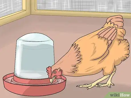 Imagen titulada Take Care of Chickens Step 20