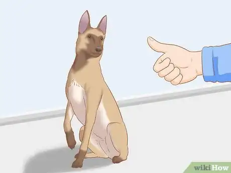 Imagen titulada Care for a Belgian Malinois Step 8