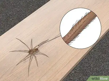 Imagen titulada Identify a Brown Recluse Step 4