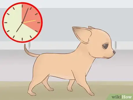 Imagen titulada Care for Your Chihuahua Puppy Step 8