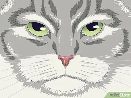 Imagen titulada Identify a Norwegian Forest Cat Step 2