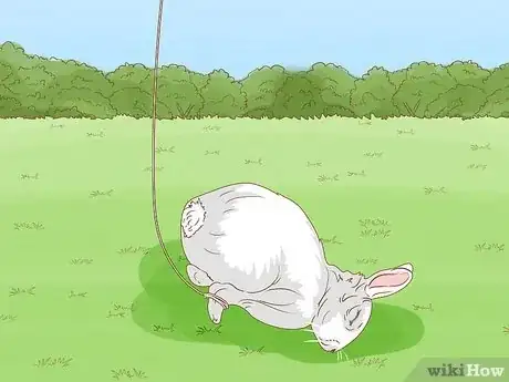 Imagen titulada Trap a Rabbit Step 22