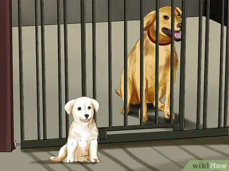 Imagen titulada Introduce a Puppy to a Dog Step 10