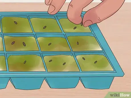 Imagen titulada Grow Flowers from Seed Step 3