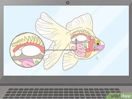 Imagen titulada Feed Goldfish Step 12