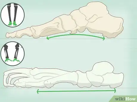 Imagen titulada Identify Human Bones Step 9