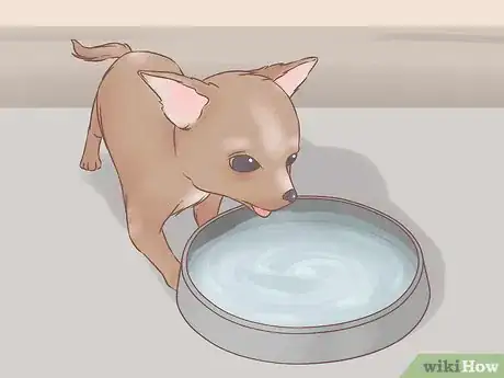 Imagen titulada Care for Your Chihuahua Puppy Step 3
