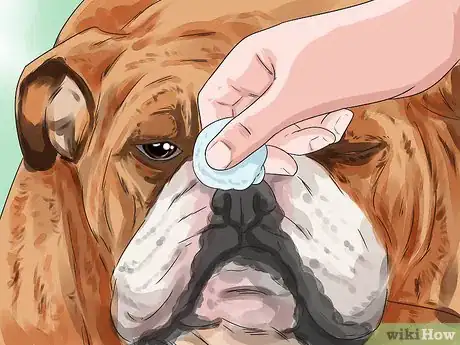 Imagen titulada Clean a Bulldog's Face Folds Step 8