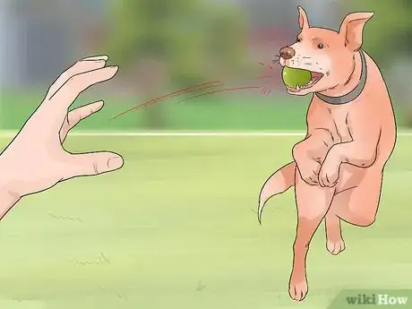 Imagen titulada Exercise a Mother Dog Step 2