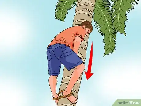 Imagen titulada Climb a Palm Tree Step 12