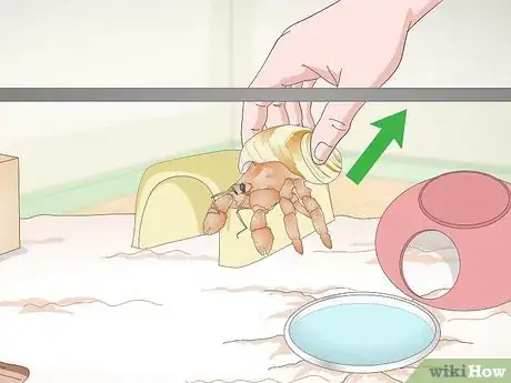 Imagen titulada Play With Your Hermit Crab Step 10