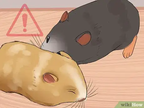 Imagen titulada Stop a Guinea Pig from Shedding Step 11