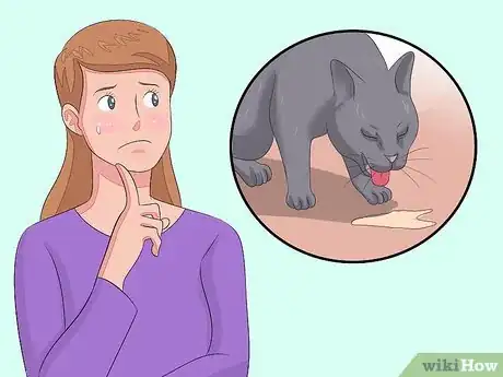 Imagen titulada Treat Coccidiosis in Cats Step 10