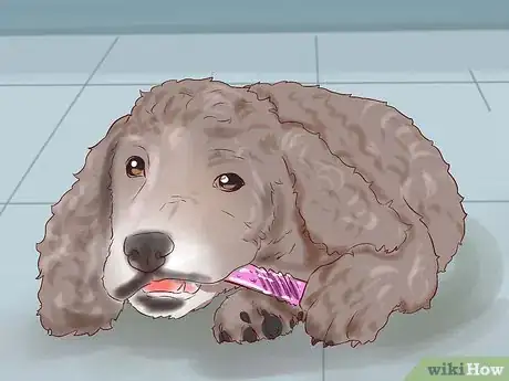 Imagen titulada Care for a Toy Poodle Step 17