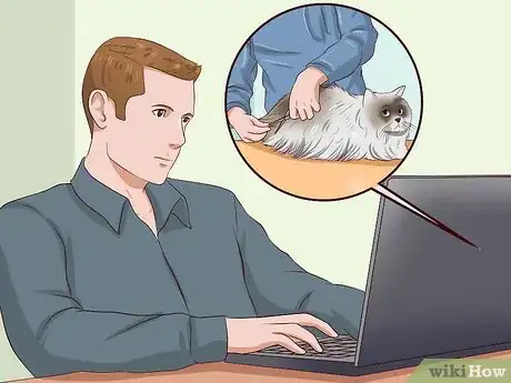 Imagen titulada Clean Your Cat When He Can't Do It Himself Step 35