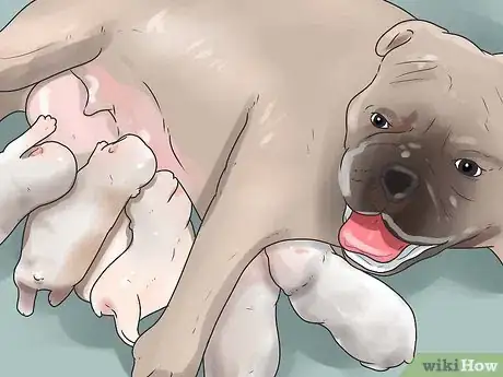 Imagen titulada Breed Dogs Step 18